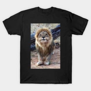 Lion in Namibia T-Shirt